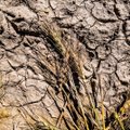 Vyriausybė atšaukė ekstremalią padėtį dėl sausros