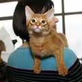 Kačių parodoje Kaune – ir mažiausia pasaulio katė