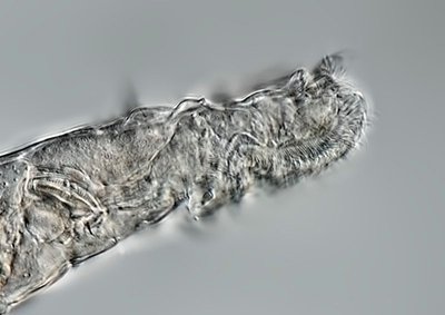 Radioaktyvios anglies metodo tyrimo metu nustatyta, kad gyvio bdelloid rotifer rūšiai yra maždaug nuo 23,960 iki 24,485 metų.