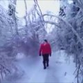 Neįtikėtinas reginys – mišką sukaustė ledo gniaužtai