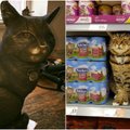 Katinas kasdien apsilankydavo parduotuvėje: jo atminimui pastatė bronzinę skulptūrą