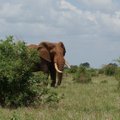 Zimbabvėje dramblys mirtinai sutrypė vokiečių turistę