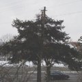 Arboristai pašiurpę – Vilniuje „nustuobrinti“ medžiai pasmerkti lėtai mirčiai