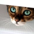 Užburiantis katės žvilgsnis: šioms akims neįmanoma atsispirti