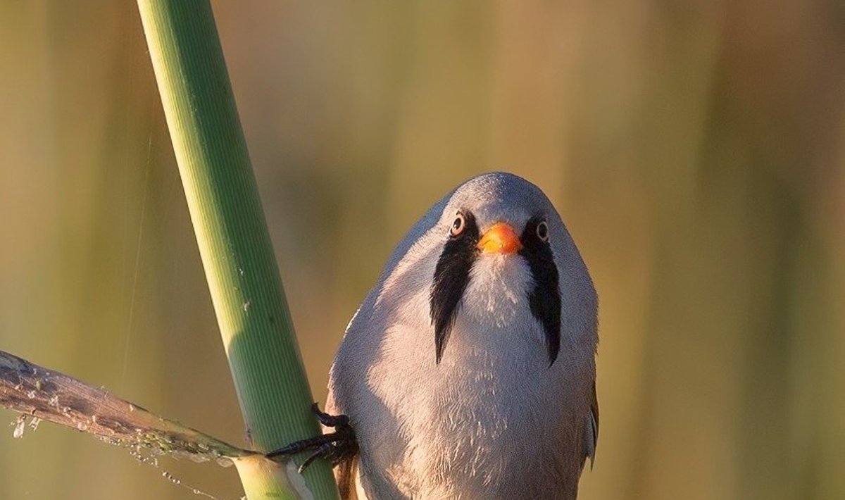 Ūsuotoji zylė - reto pažįstamas paukštis