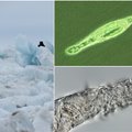 Rusų mokslininkai apstulbę: Sibire prisikėlė 24 000 metų lede tūnojęs gyvis
