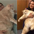 Pora nusprendė išgelbėti storą katiną: jo kūno pokyčius šiandien stebi tūkstančiai