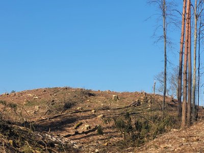 Dirkliškių miško kirtimas. J. Rostomskienės nuotraukos
