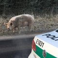 Lietuvoje toliau siautėja kiaulės