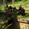 Gorilos patelė gelbėjo į bėdą patekusią seserį