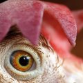 Из-за угрозы птичьего гриппа запрещен ввоз мяса птицы из Франции