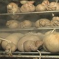 Krizės įveikimo receptas : vietoj šakočių kepti bulvinius patiekalus