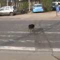 Rumunijos policija beglobius šunis panaudojo eismo saugumui didinti