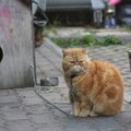 Trakų kavinės kieme laikomas geležine grandine prie būdos pririštas katinas