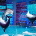 Ką reiškia „rostrumas“ ir „targetas“ kalbant apie delfinus?