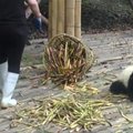 „Slaptas pandų gyvenimas“ (60 serija): aplinkos tvarkymo akcija „Darom“