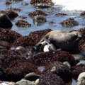 Mokslininkai turėjo prisėsti: atokioje saloje jūrų lokiai prievartauja pingvinus