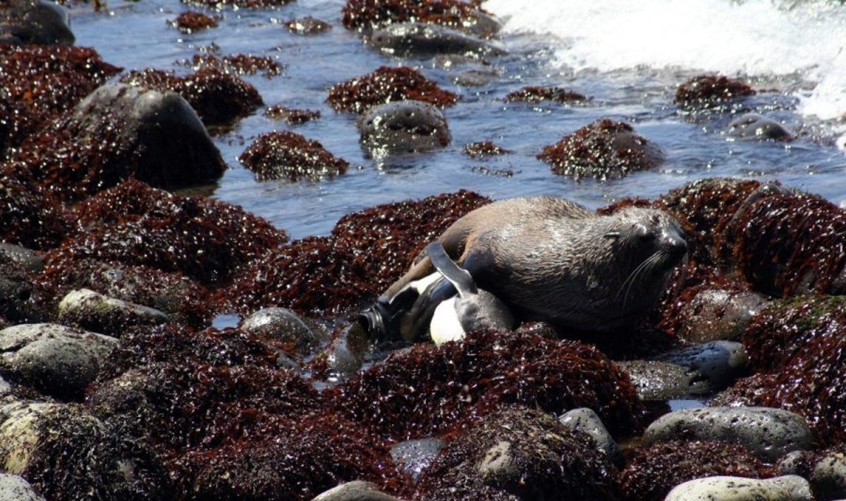 2006-aisiais Pretorios universiteto mokslininkų  užfiksuotas atvejis, kai jūrų lokys prievartauja karališkąjį pingviną. Dabar toks jūrų lokių elgesys dažnėja
