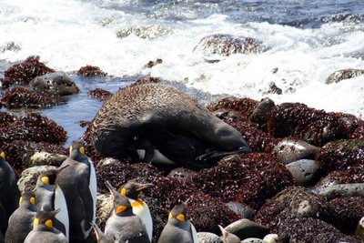 2006-aisiais Pretorios universiteto mokslininkų  užfiksuotas atvejis, kai jūrų lokys prievartauja karališkąjį pingviną
