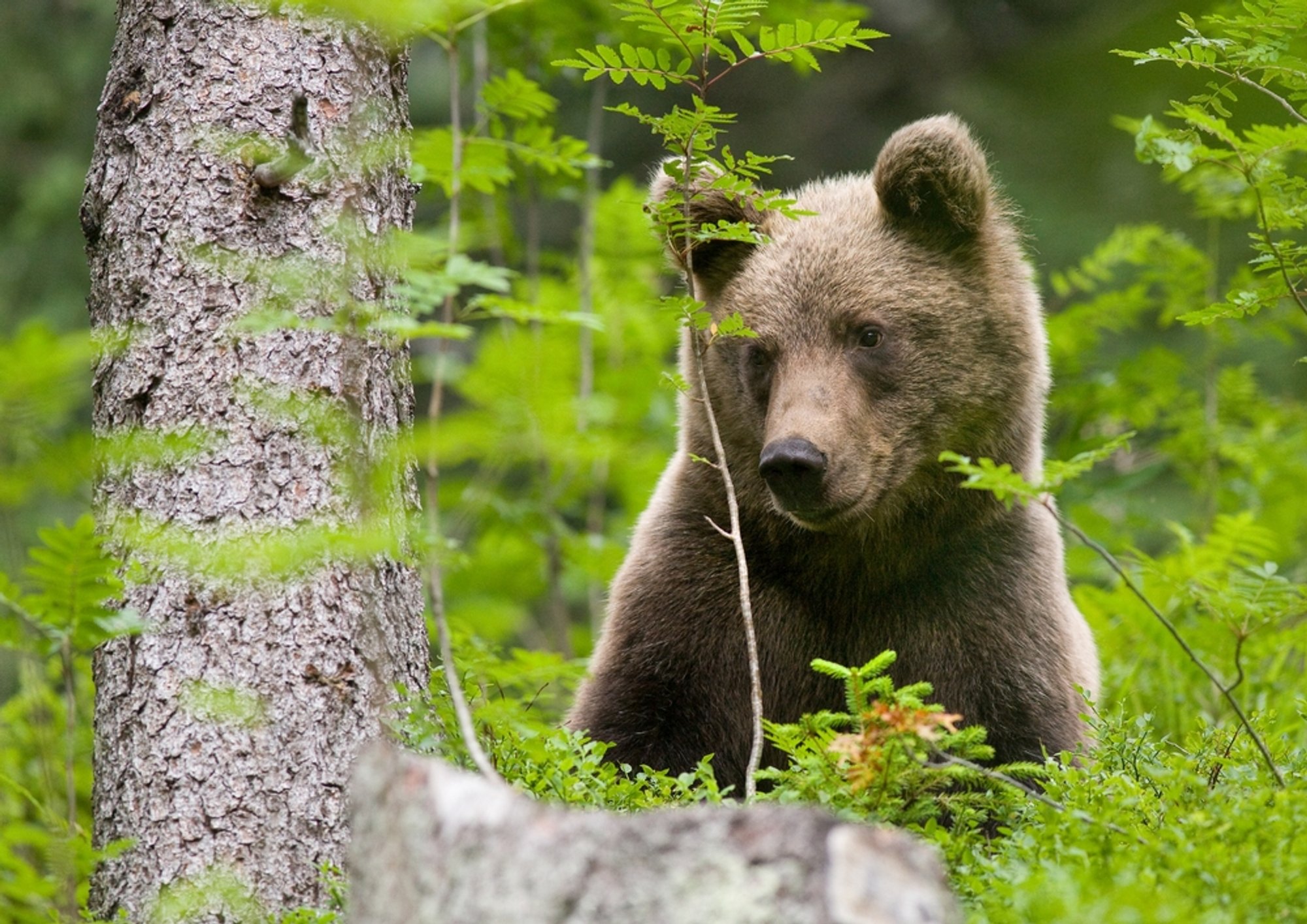 Миграции медведя. Худощавый белый медведь. Полярные медведи в черчилле, манитоба. Миграция медведей. Медведь гризли охота на лосося.