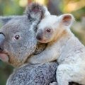 Retenybė: Australijos zoologijos sode gimė koalos mažylis baltu kailiu