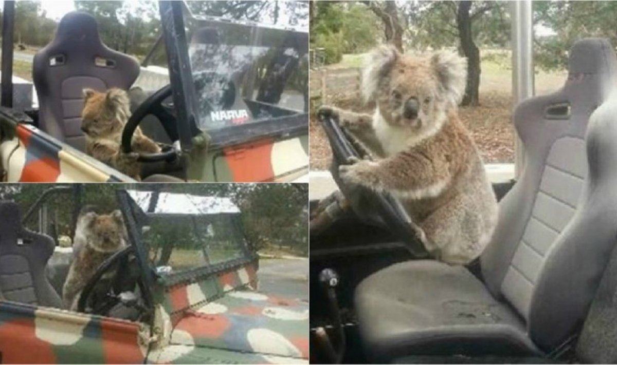 Koala prie automobilio vairo
