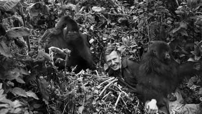 Davidas Attenborough su kalnų gorilomis Ruandoje 1979 m. John Sparks nuotr.