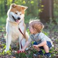 Didelis šuo ir mažas kūdikis: kaip jiems susidraugauti?