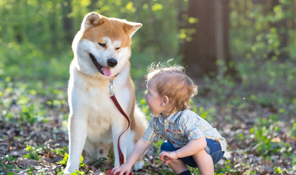 Šuo ir berniukas