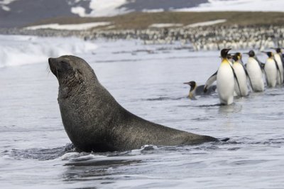 Karališkieji pingvinai ir jūrų lokys