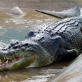 Iš Gazos ruožo zoologijos sodo pabėgęs krokodilas rastas po 18 mėnesių