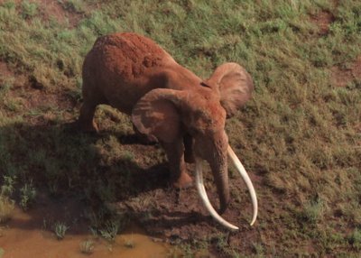 Dramblys Satao - vienas didžiausių pasaulio dramblių 