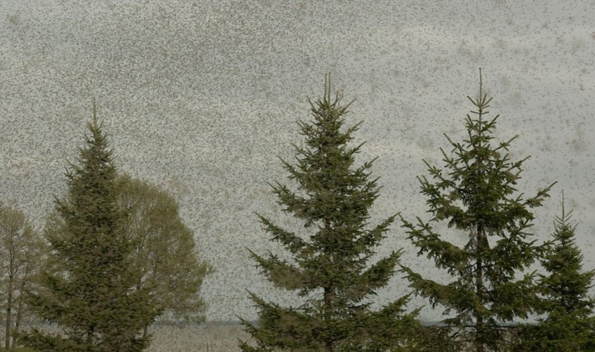 Taip atrodo uodų trūklių debesis Juodkrantėje, Juozo Baškio nuotr.