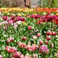 Kauno botanikos sode pražydo apie 500 rūšių tulpių: tarp jų - ir dvi lietuviškais vardais