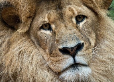 25 – iose Afrikos valstybėse liūtai jau išnyko, dešimtyje kitų valstybių žvėrių karaliai yra ant išnykimo ribos