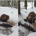 Miškuose nufilmavo retai sutinkamą gyvūną – buvo labai apsimiegojęs