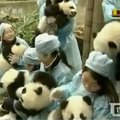 Kinijoje visuomenei parodyti 13 pandų mažylių
