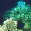 Grenlandijoje rastas koralinis rifas