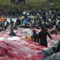 Farerų salų tradicijos tęsiamos: nužudyta beveik 1000 banginių