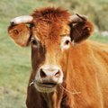 Kavarsko seniūnijoje gelbėta į rūsio duobę įkritusi karvė