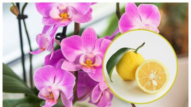 Šį vaisių visada verta turėti namuose – citrinos tinka ne tik maistą ruošiant, bet ir gėles auginant