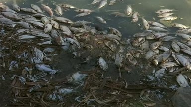 Australijoje išgaišo šimtai tūkstančių žuvų