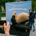 Lukiškių aikštėje – neįprastas vaizdas: žmonės bandė pakelti bulvę nuo sofos