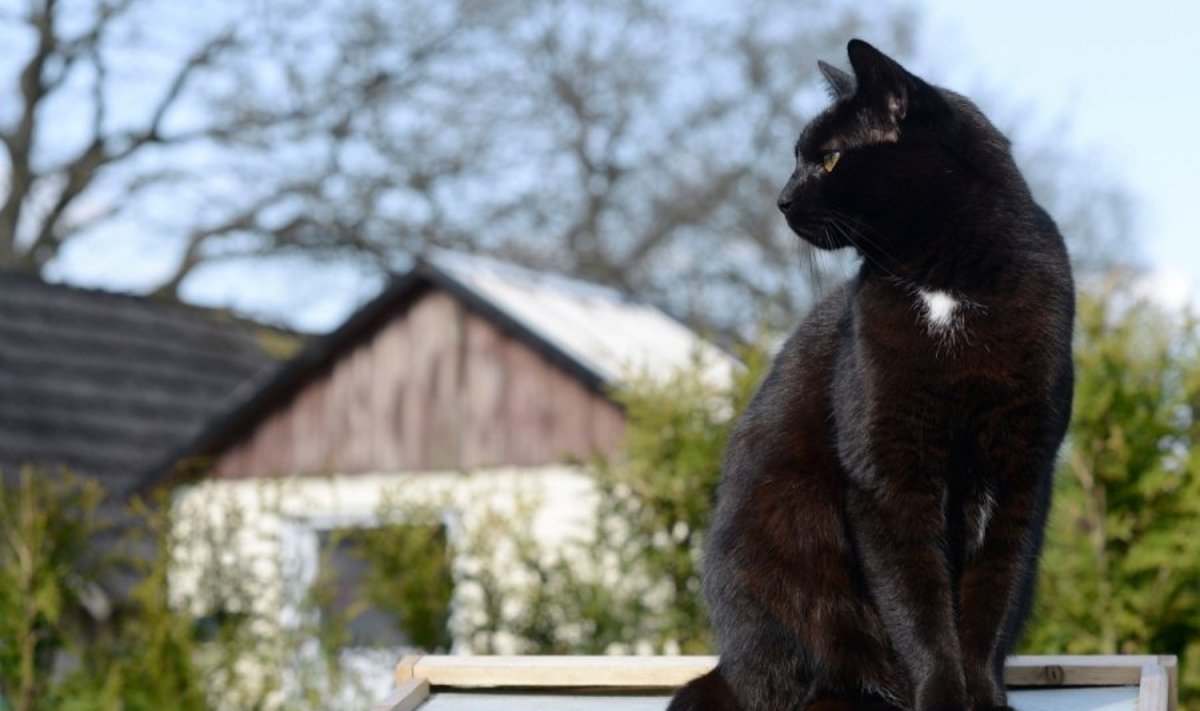 Juodos katės dažniau patenka į gatvę