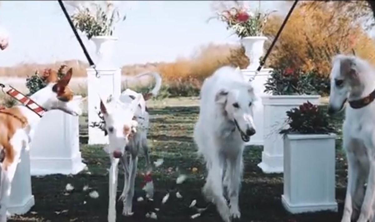 Šunų vestuvės Lietuvoje