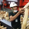 Tailande sunaikino dvi tonas konfiskuotų dramblio kaulų