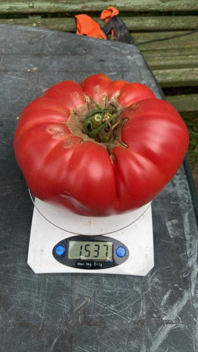 Pomidoras gigantas