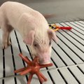 Pamatykite, kaip auginamos kiaulės, kurių organai naudojami donorystei: mėšle jos nesivolioja
