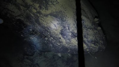 Po Antarkties ledu aptiktos tamsoje tarpstančios mįslingos gyvybės formos