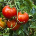 Ekologiškuose pomidoruose daugiau vitamino C